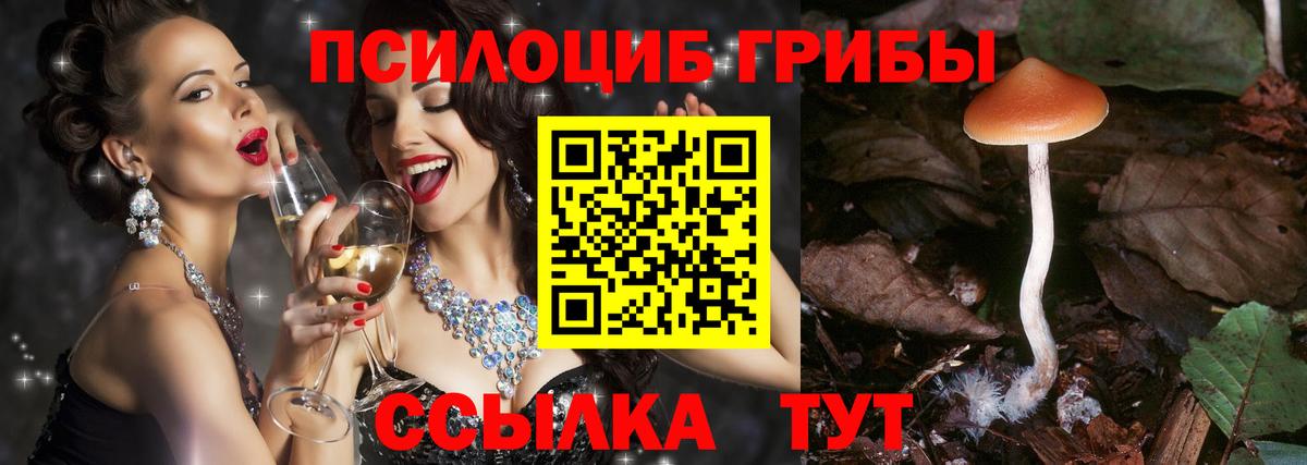 Псилоцибиновые грибы Psilocybine cubensis Тула